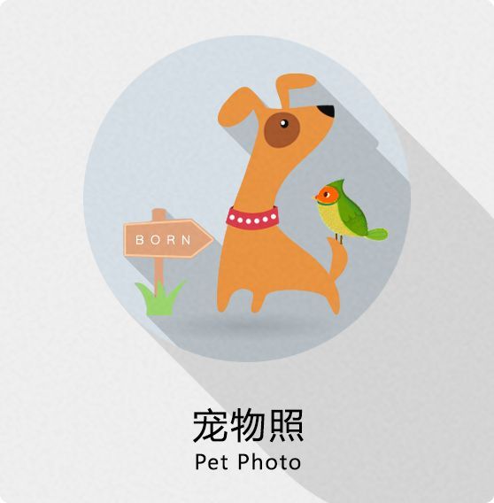 宠物照Pet Photo