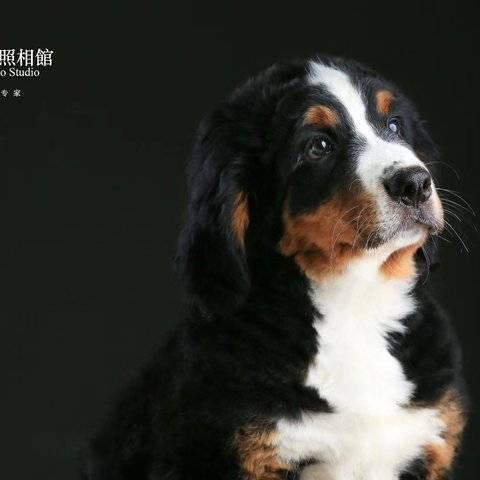 寵物照（Pet Photo）样片